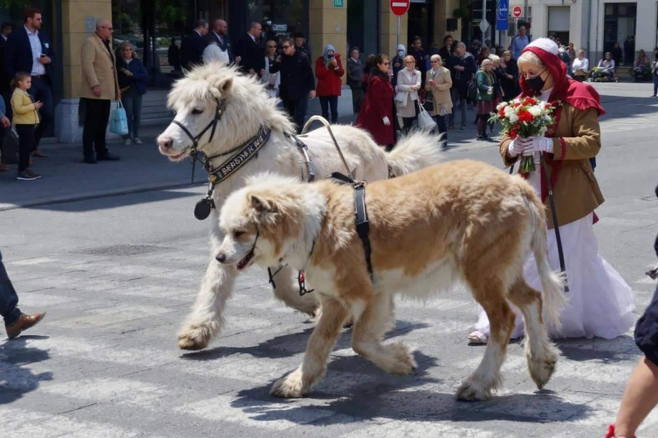 Mariage à Mulhouse annulé suite à des débordements du cortège